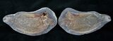 Pteronisculus Fossil Fish From Madagascar - Triassic #14930-2